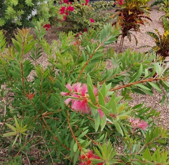 מוטל The Dugongs  Rest