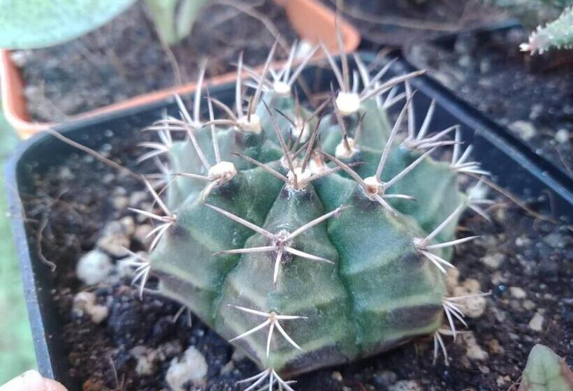 ペンション Manoon Bungalow And Fishing By P&m