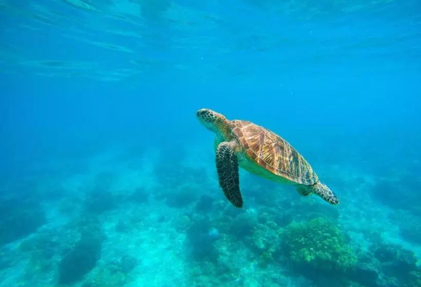 Majatalo Maratua Guesthouse