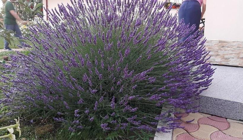 پانسیون Timona Camere De închiriat