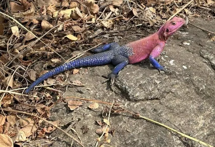 ベッドアンドブレックファースト Walk With Us Africa