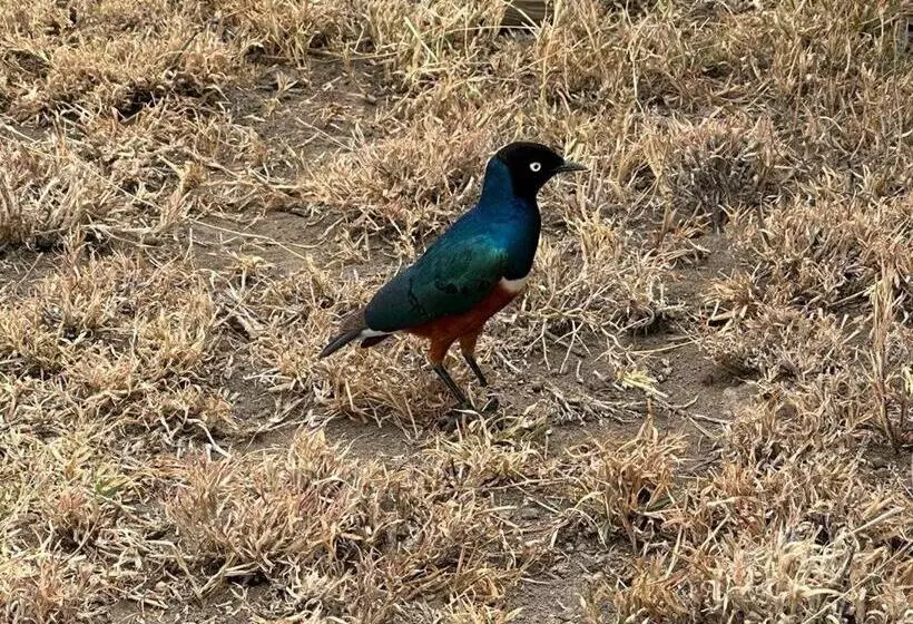 ベッドアンドブレックファースト Walk With Us Africa