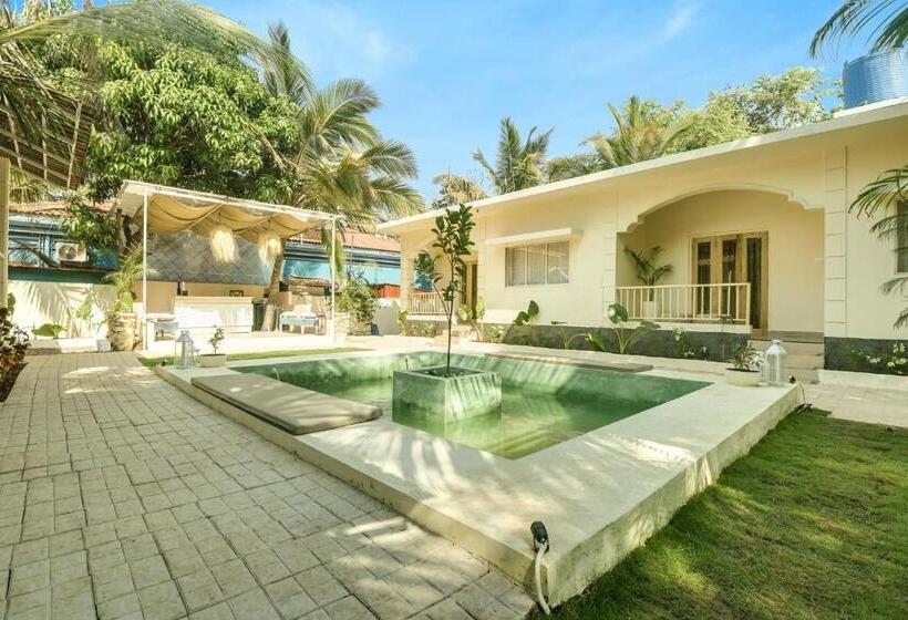 Hotel Collection O Olive Turtle