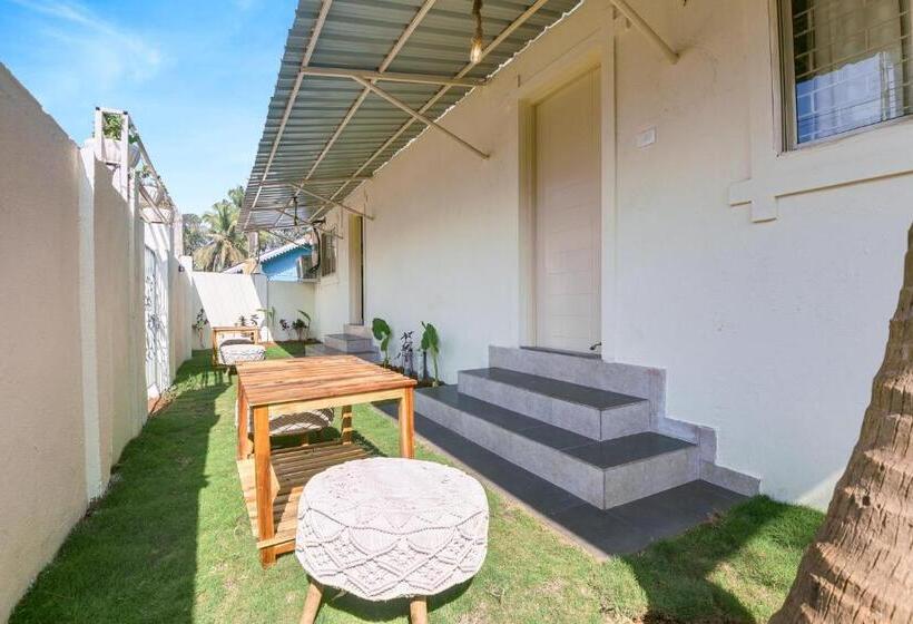 Hotel Collection O Olive Turtle