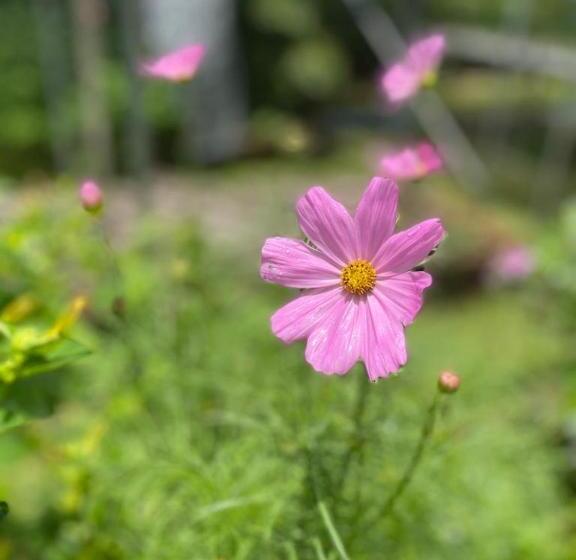 ホテル The Willow Phangan