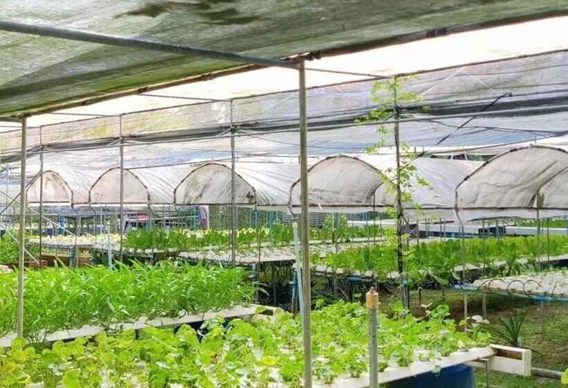 Hotelli The Willow Phangan