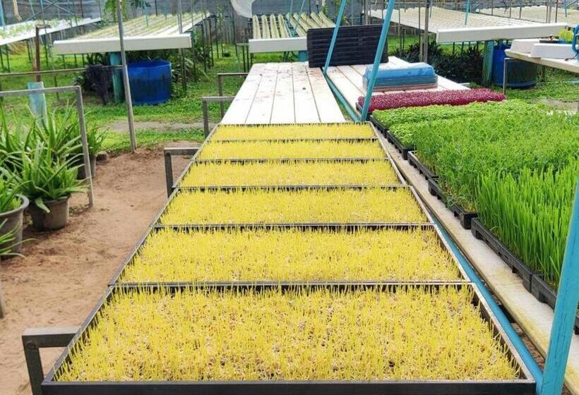 ホテル The Willow Phangan