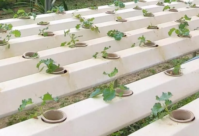 Hotelli The Willow Phangan