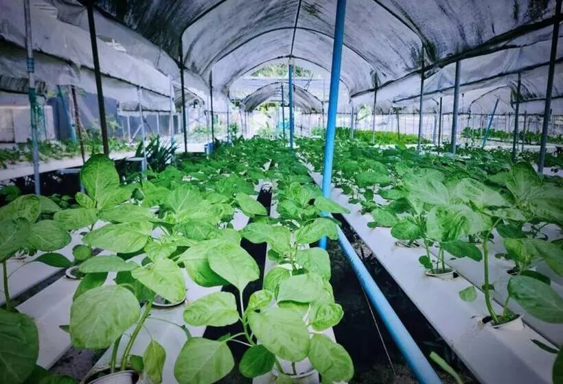 Hotelli The Willow Phangan