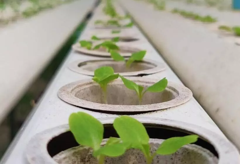 Hotelli The Willow Phangan