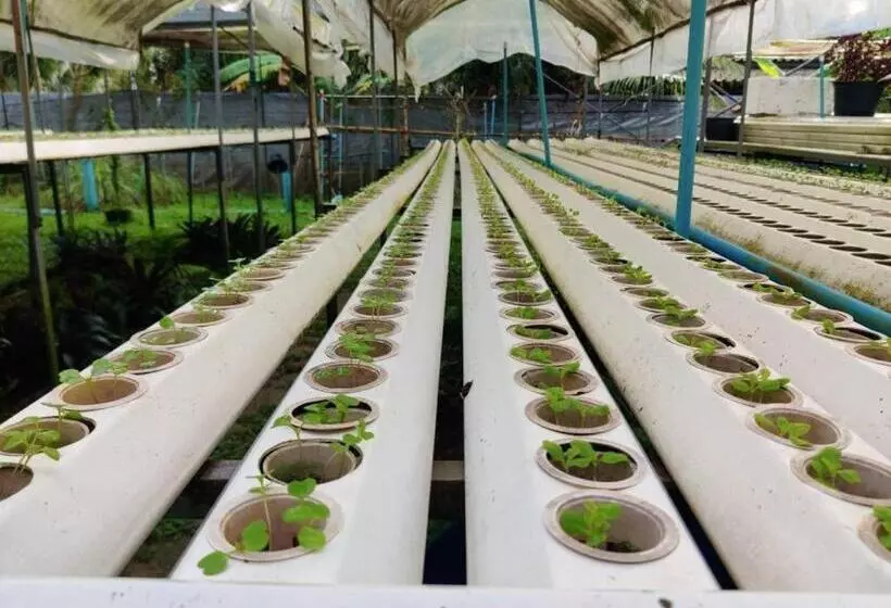 Hotelli The Willow Phangan