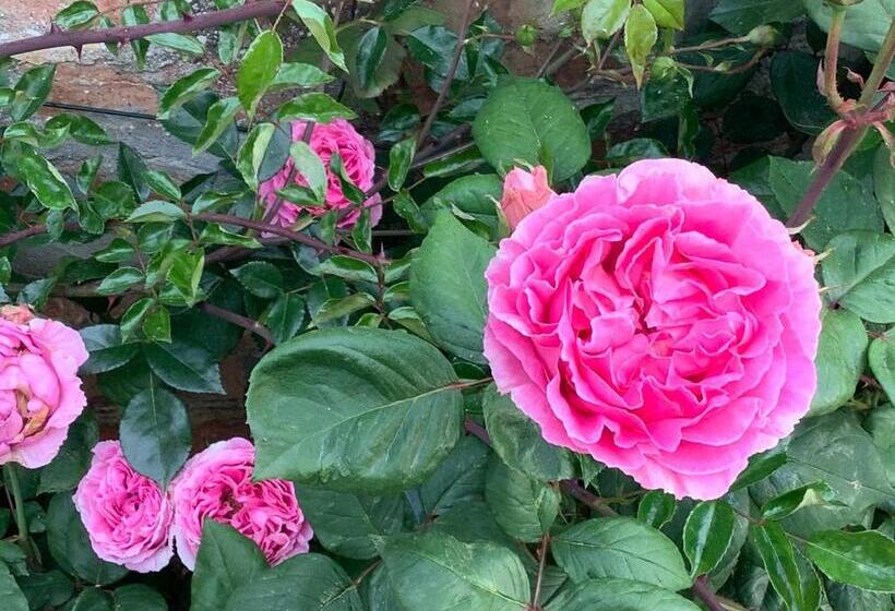 تختخواب و صبحانه Pivoines