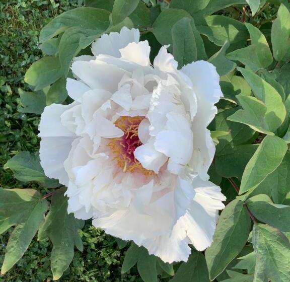 تختخواب و صبحانه Pivoines