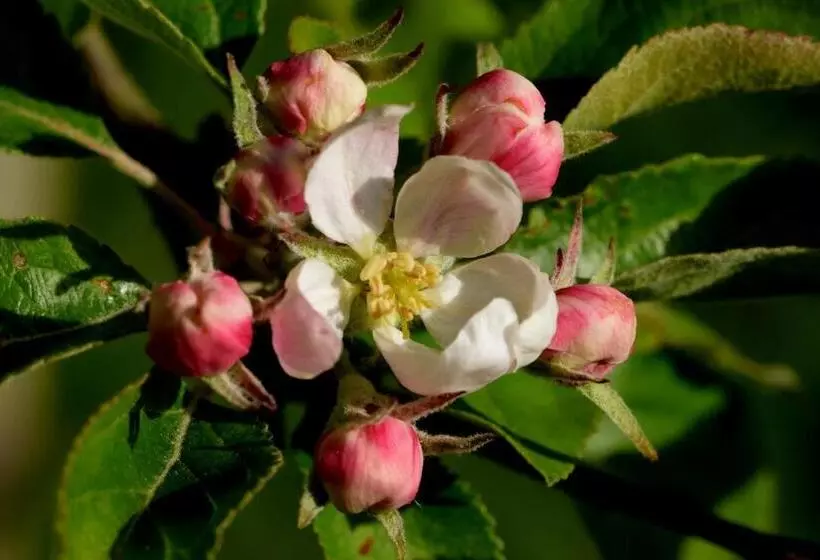 Bed & Breakfast De Corylus