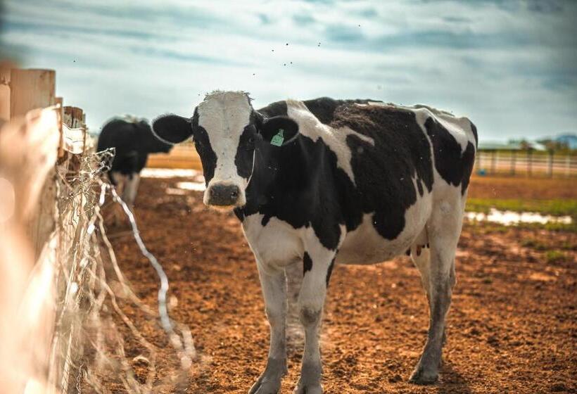 فندق ريفى Casa Grande