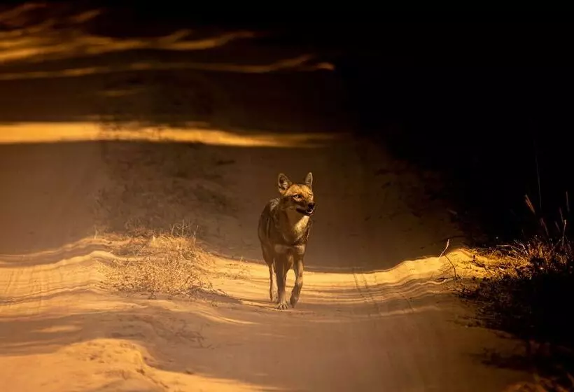 Hotelli The Untamed Bandhavgarh By Tutc