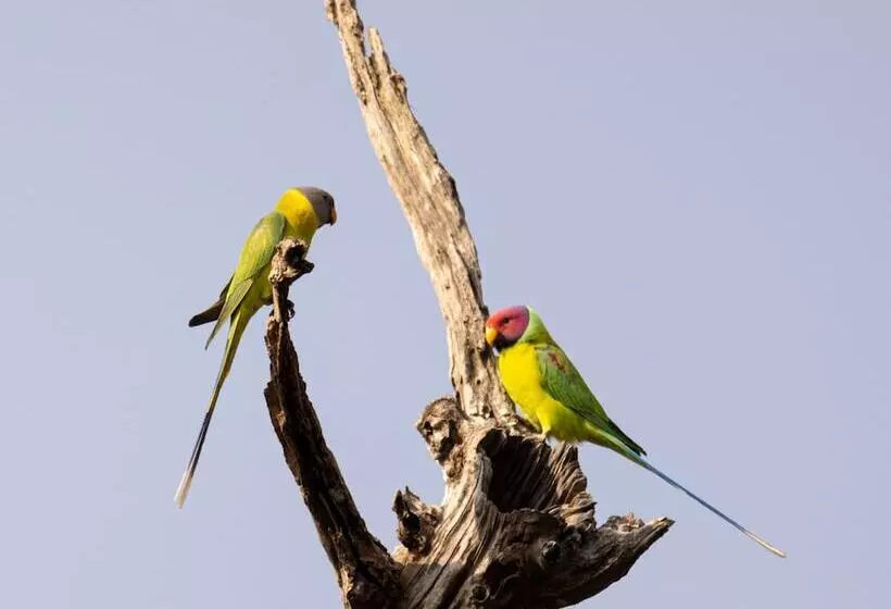 Hotelli The Untamed Bandhavgarh By Tutc