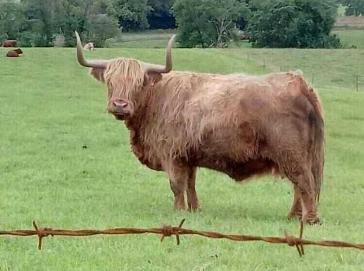 Deveron Valley Cottages