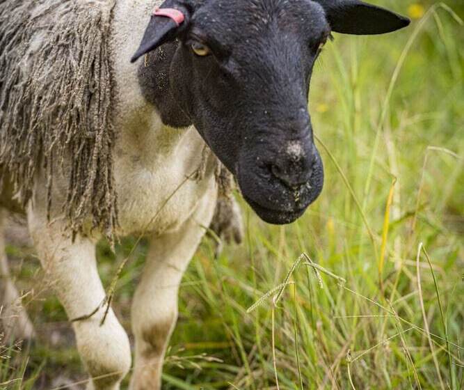 בית מלון כפרי The Vale Penrose