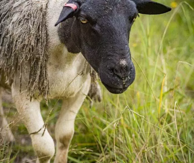 田舎風ホテル The Vale Penrose