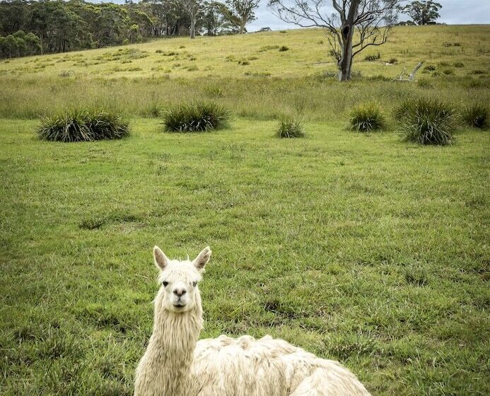 בית מלון כפרי The Vale Penrose