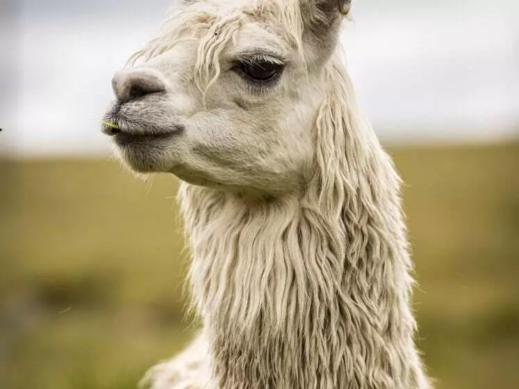 田舎風ホテル The Vale Penrose