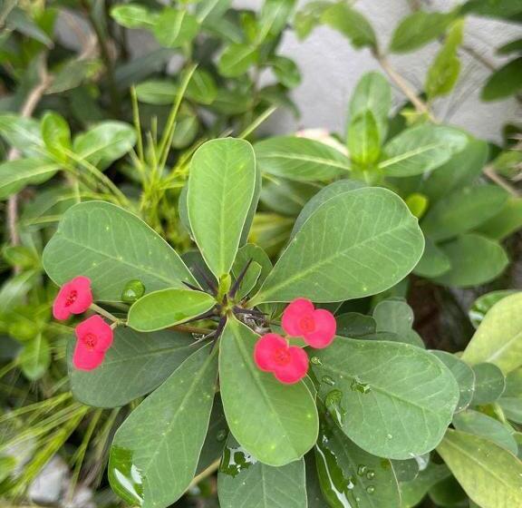Schronisko Pousada Cattleya