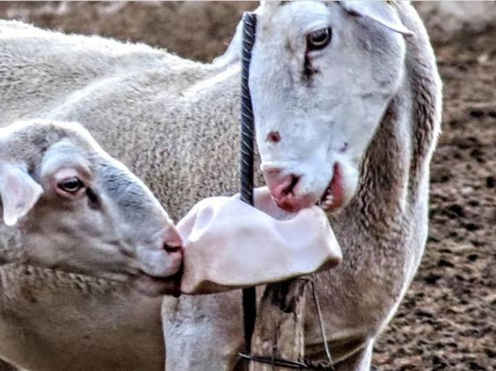 호텔 Agriturismo Podere Al Sole