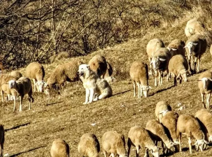 ホテル Agriturismo Podere Al Sole