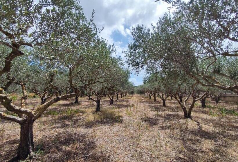 Pensjonat L Araucaria Bnb