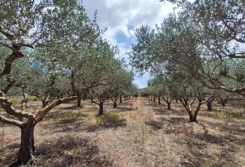 Majatalo L Araucaria Bnb