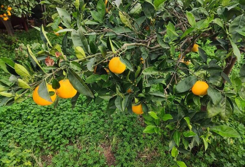 Pensjonat L Araucaria Bnb