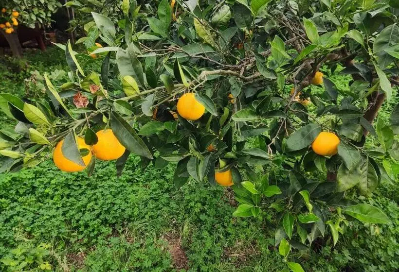 Majatalo L Araucaria Bnb