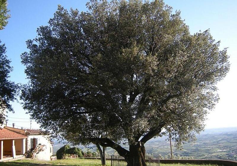 ペンション La Grotta Di Leonardo A Vinci