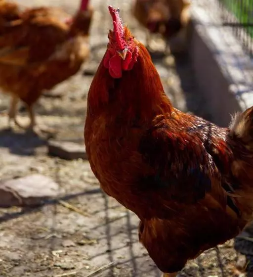 Tornácos Tanya Vendégház és Gasztroporta