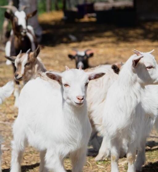 Tornácos Tanya Vendégház és Gasztroporta