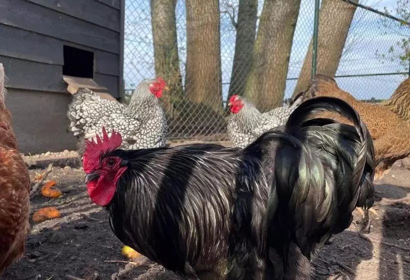 Aamiaismajoitus (B&B) Hoeve Bij Vosselen