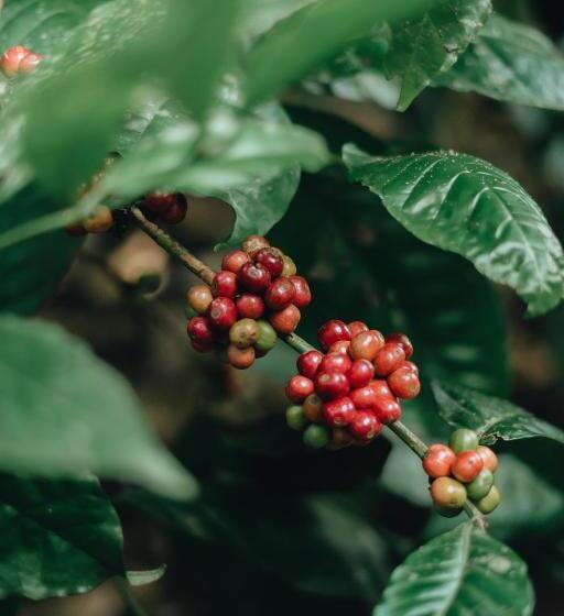 Отель De Karanganjar Inn