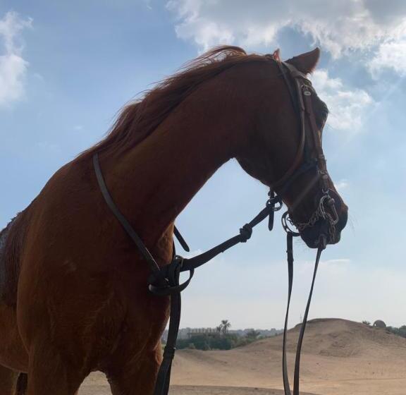 پانسیون L’aziza House