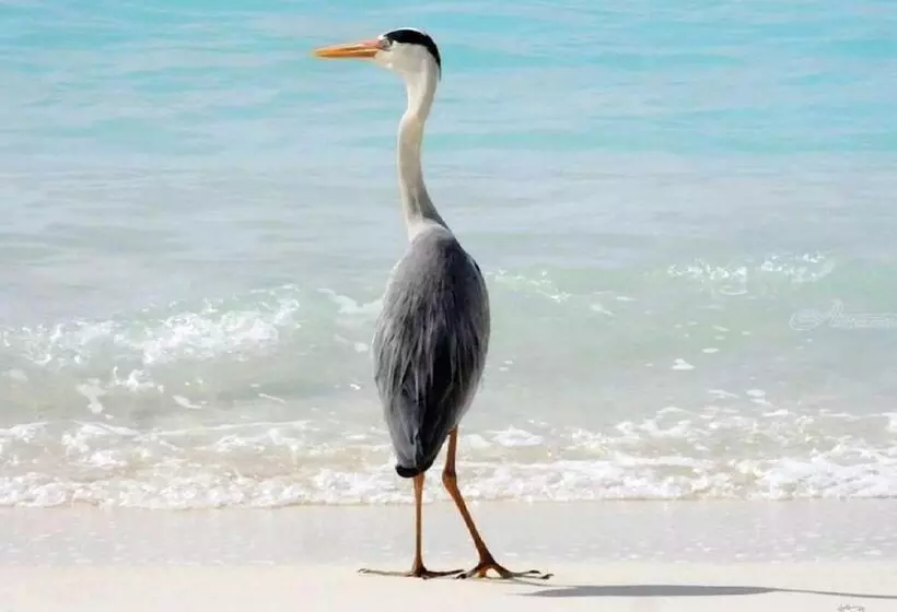 هاستل Kendhoo Holidays