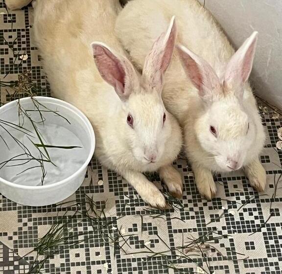 Pensão Mowgli S Cafe Hampi & Guest House