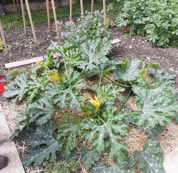 Bed and Breakfast La Maison Du Canal