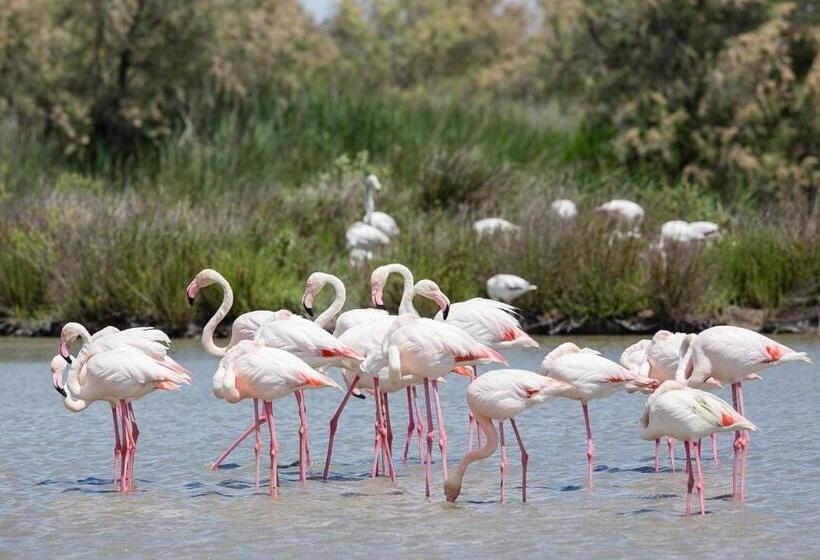ベッドアンドブレックファースト Un Nid En Camargue