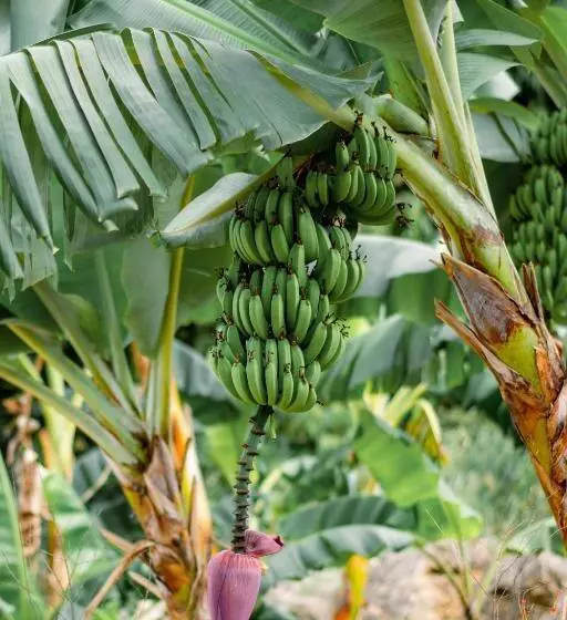 Apes Hill Barbados Golf And Resort Community