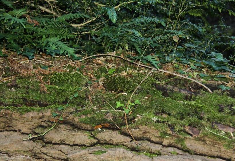 Bed and Breakfast Ferme Du Pic D Allier