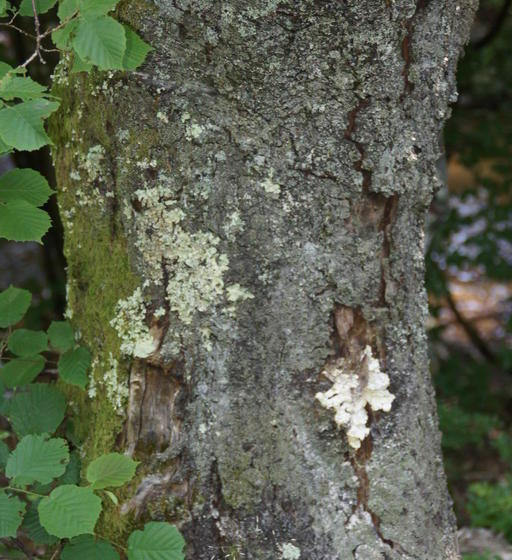 צימר Auberge Du Précontent