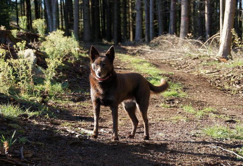 צימר Auberge Du Précontent