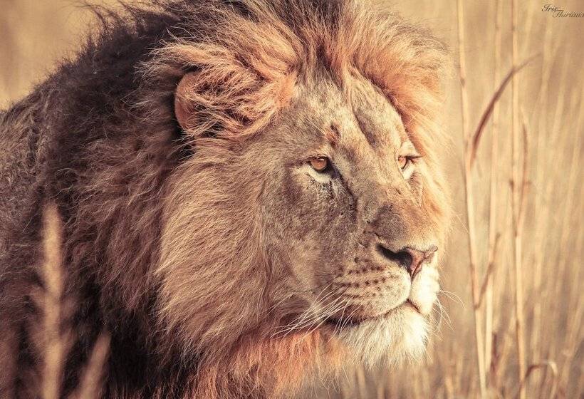 ホテル Nambiti Hills Private Game Lodge