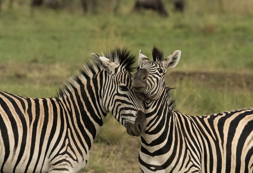 ホテル Nambiti Hills Private Game Lodge