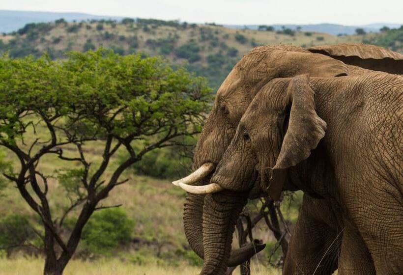 ホテル Nambiti Hills Private Game Lodge